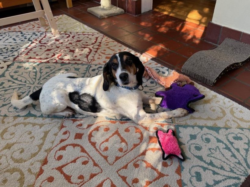 Ace – Fostered