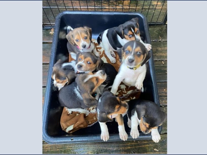 Cheesy Puppies (7 Males) -Adopted July 2024 Cheesy Puppies (7 Males) -Adopted July 2024