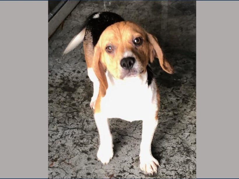 Chika – Adopted June 2024