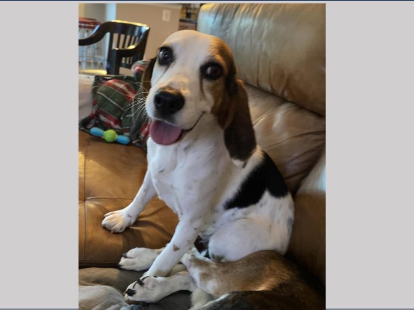 Dottie – Adopted July 2024