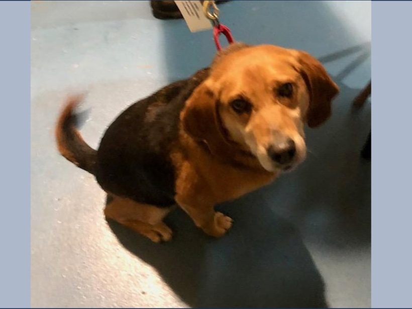 Enzo – Adopted March 2025 Enzo – Adopted March 2025