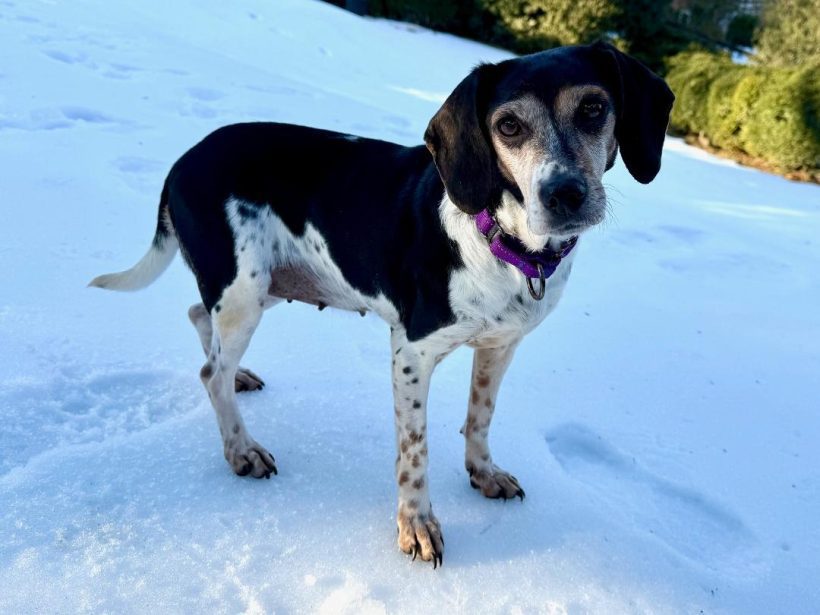 Libby – Fostered Libby – Fostered