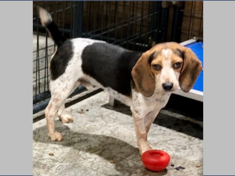 Olaf – Adopted June 2024