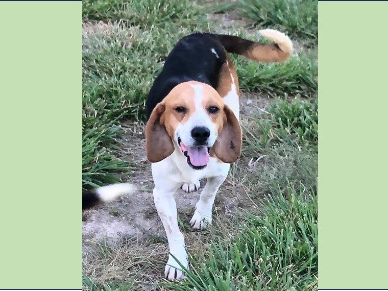 Reno – Adopted July 2024 Reno – Adopted July 2024