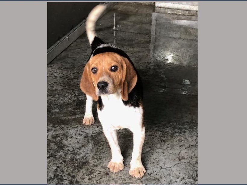 Sora -Adopted June 2024