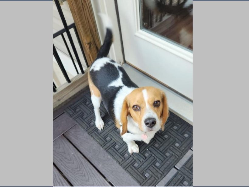 Chester – Adopted August 2024