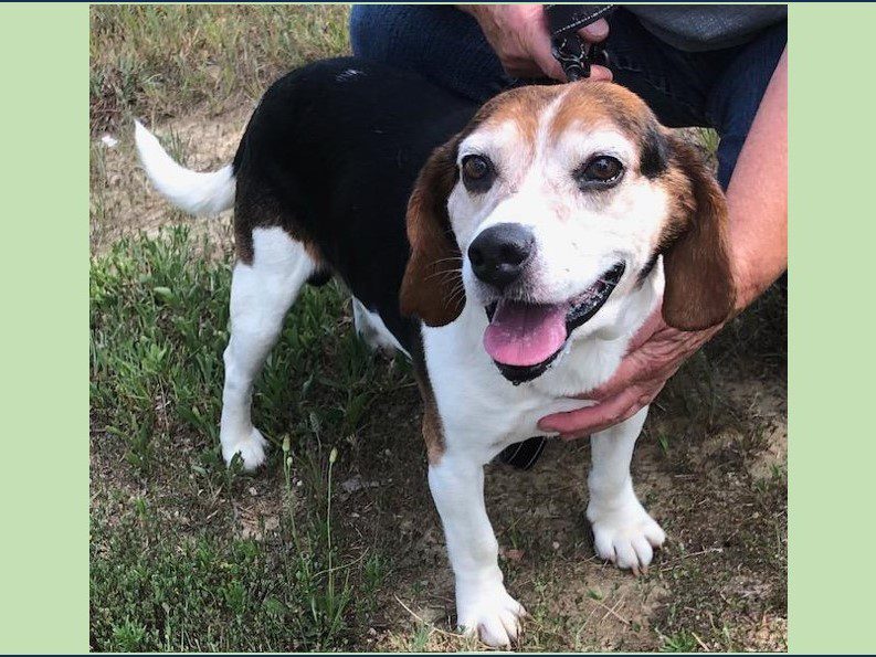 Harvey – Adopted July 2024 Harvey – Adopted July 2024