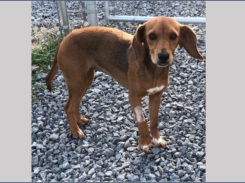 Meleys – Adopted September 2024 Meleys – Adopted September 2024