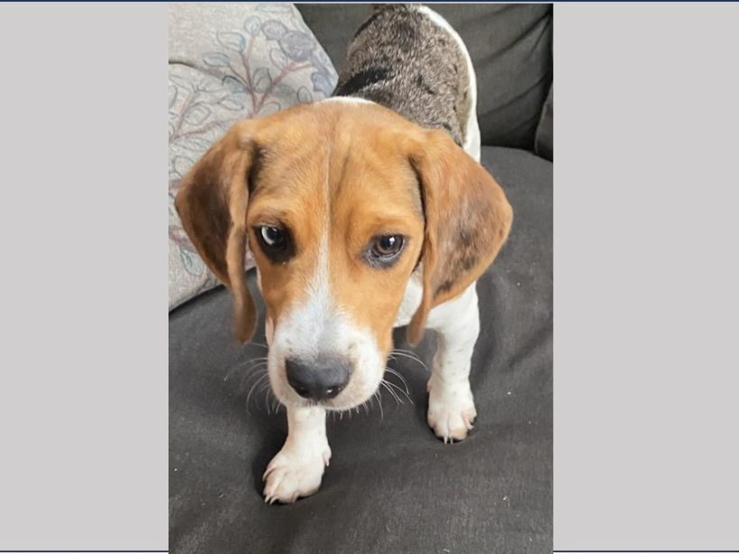 Ash – Adopted August 2024