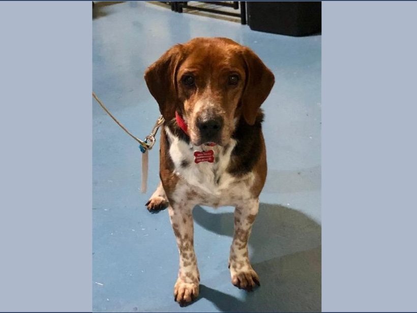 Geordi – Adopted April 2025