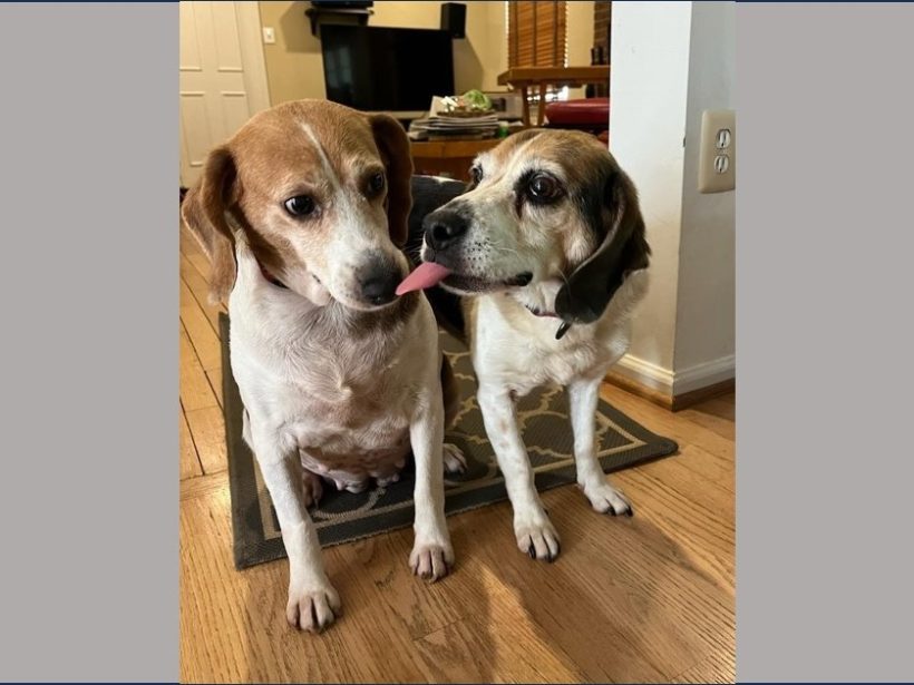 Jackie and Betty (Bonded Pair) – Fostered