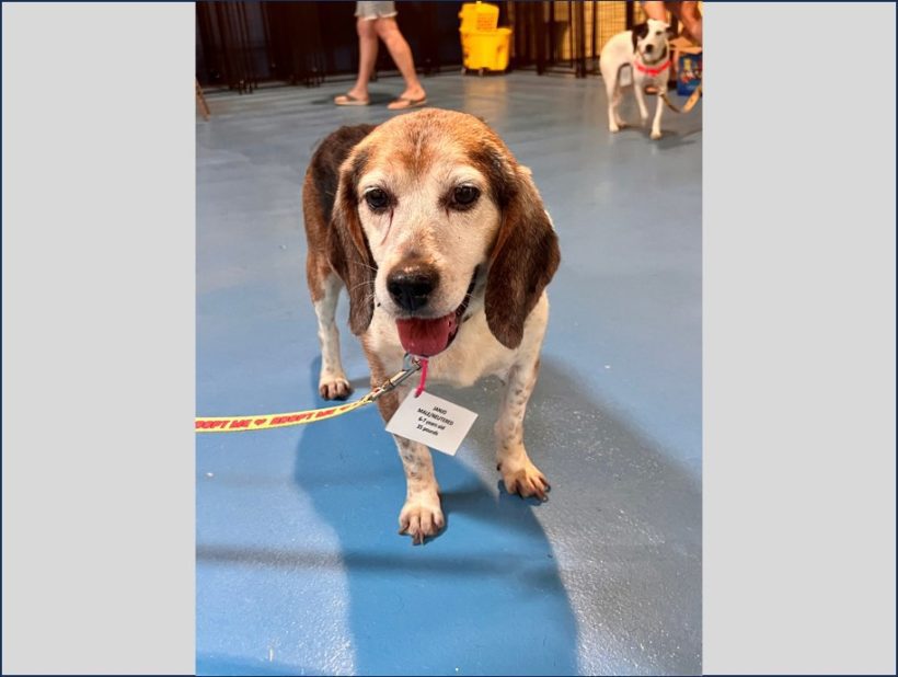 Janjo – Adopted October 2024 Janjo – Adopted October 2024