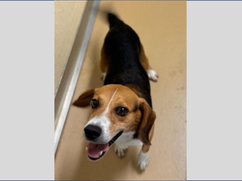 Travis – Adopted September 2024