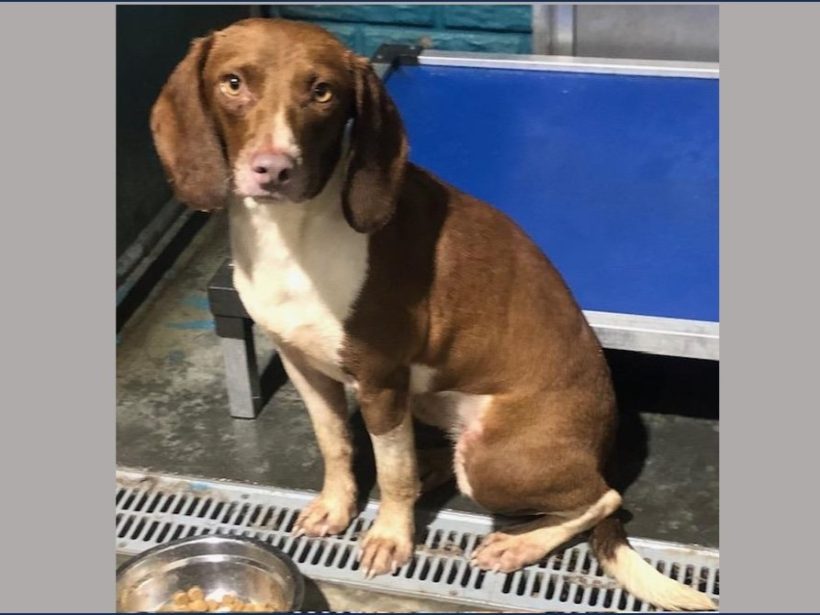 Ember – Adopted November 2024 Ember – Adopted November 2024