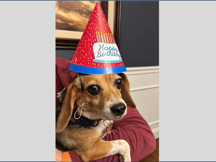 Clover -Adopted December 2024