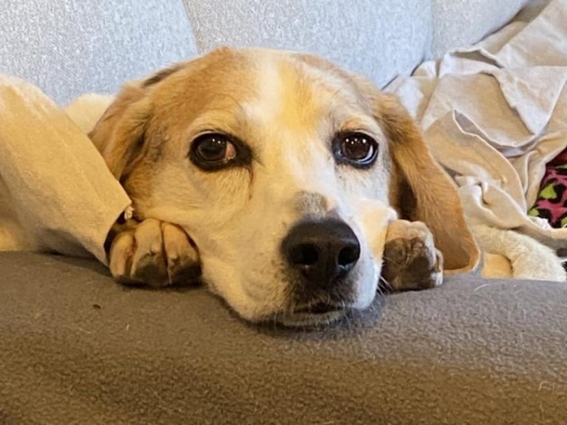 Zola – Adopted December 2024 Zola – Adopted December 2024