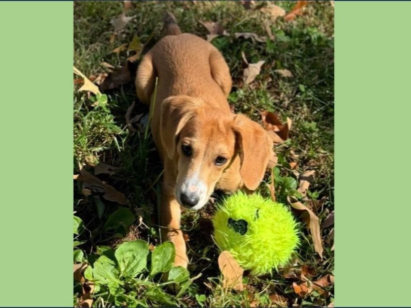 Easton – Adopted December 2024