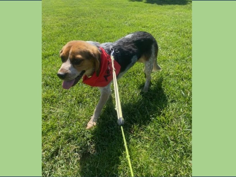 Chaz – Adopted June 2025