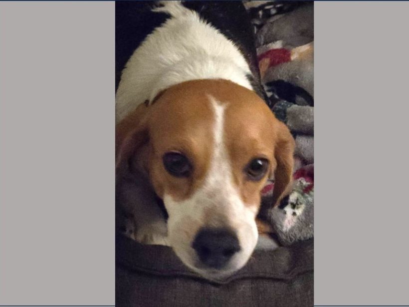 Deysi – Adopted July 2025 Deysi – Adopted July 2025