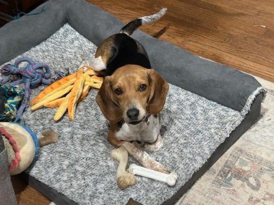 Gendry (Special Needs) – Adopted March 2025 Gendry (Special Needs) – Adopted March 2025