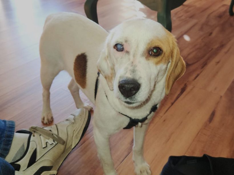 Glynis – Adopted January 2025
