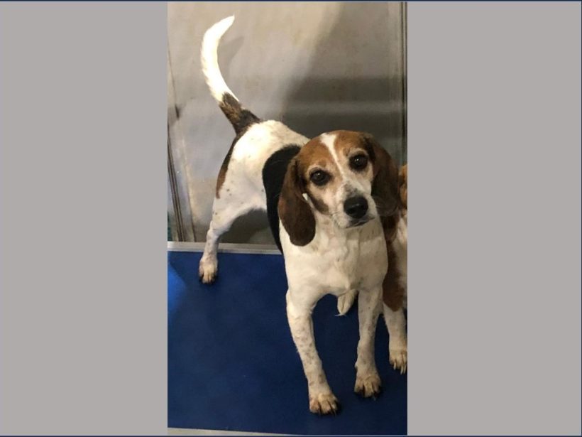 Kaelie – Adopted January 2025