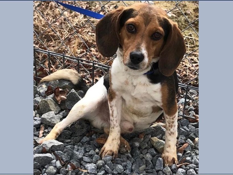 Rigsby – Adopted January 2025