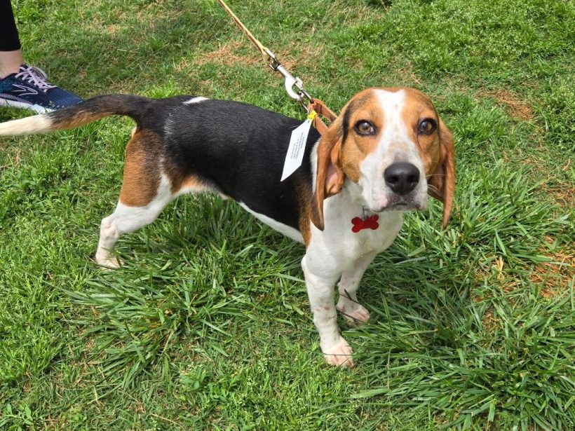 Zhorik – Adopted June 2025