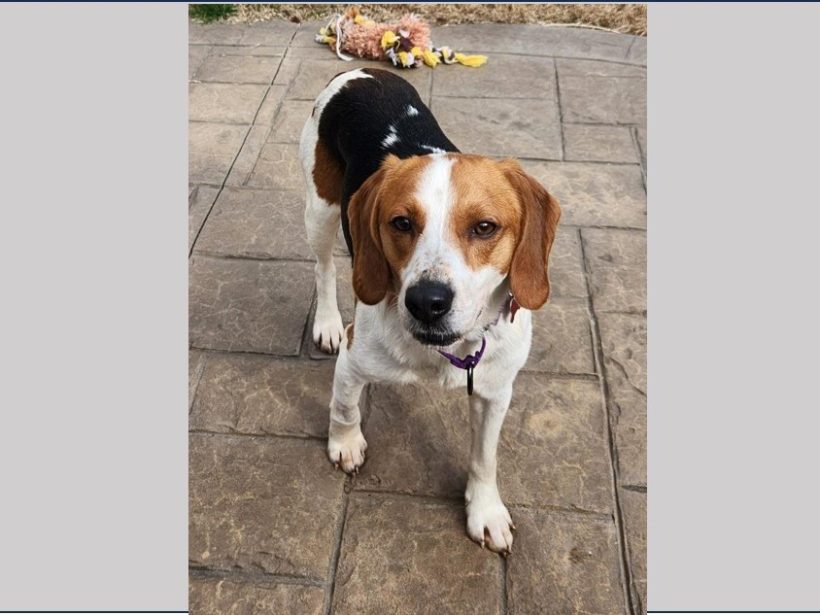 CB (aka Charlie Brown) – Adopted June 2025