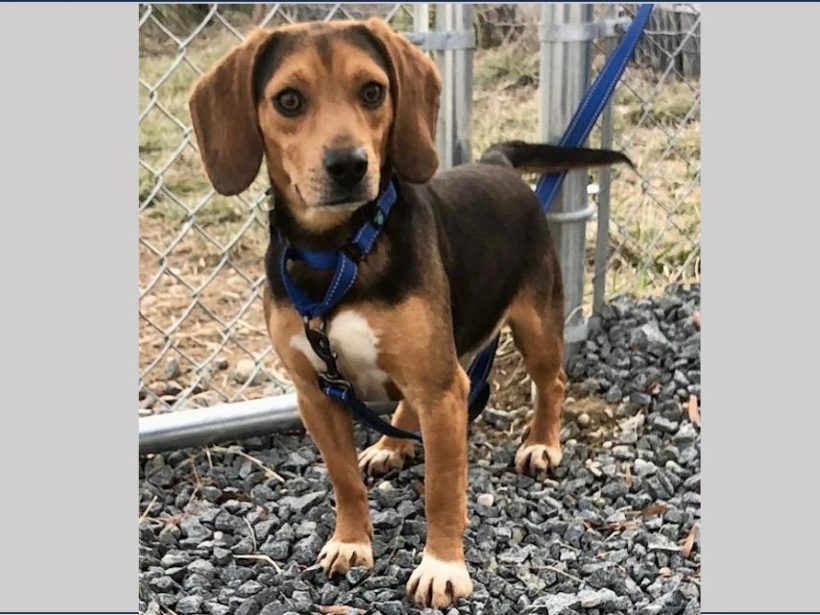 Dickens -Adopted February 2025