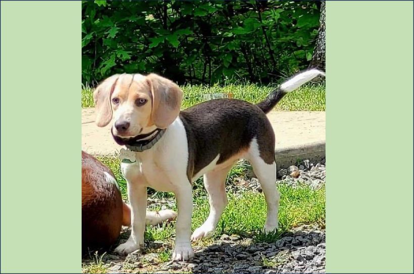 Mimosa – Adopted March 2025