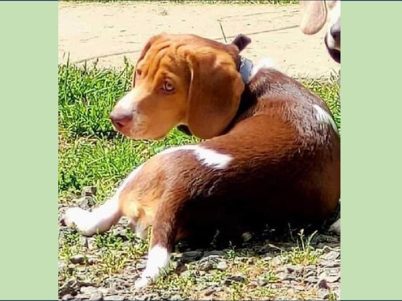 Whiskey – Adopted March 2025