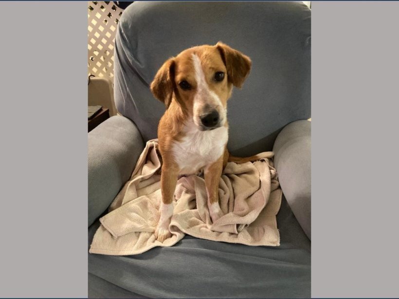 Catarina – Adopted June 2025