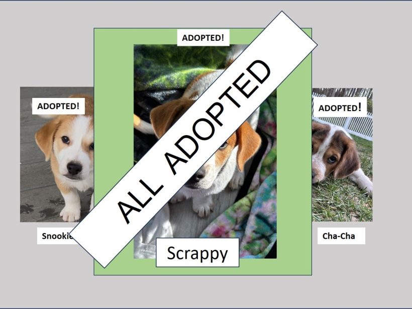Catarina’s Puppies – All Adopted