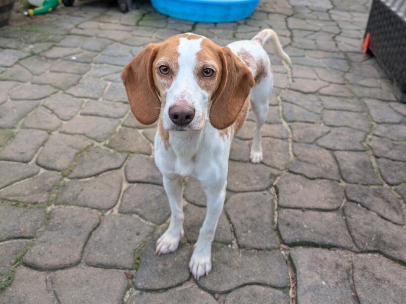 Martin – Adopted July 2025