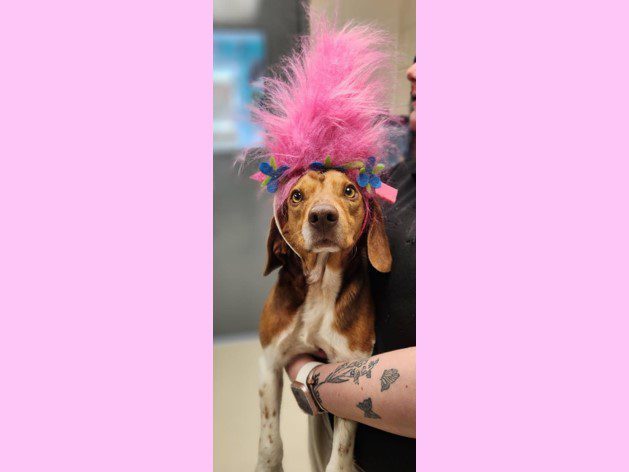 Anya – Adopted June 2025 Anya – Adopted June 2025