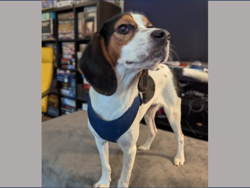 Beezer –  Adopted October 2025