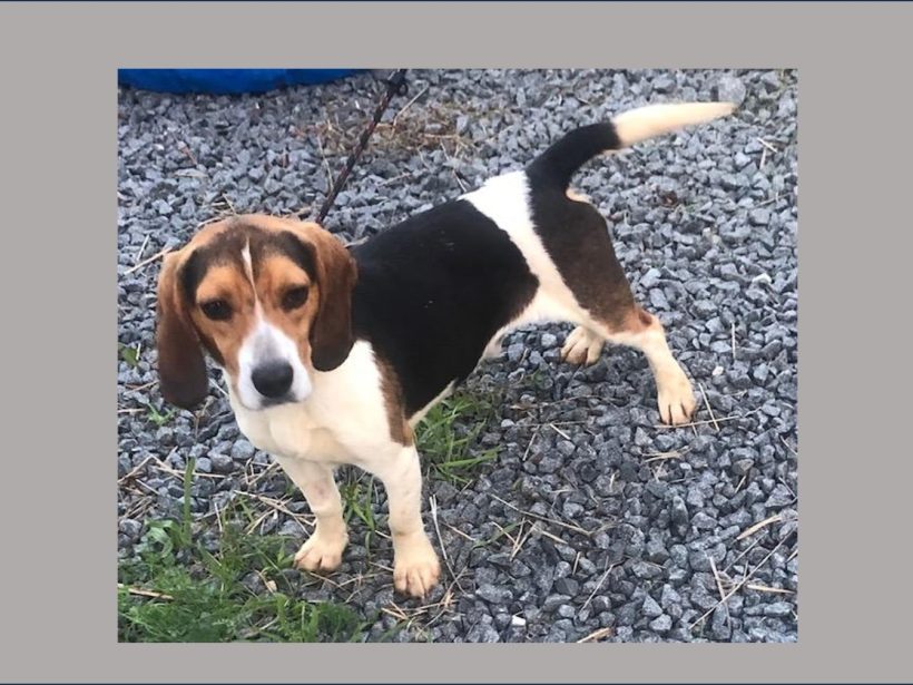 Brent – Adopted June 2025