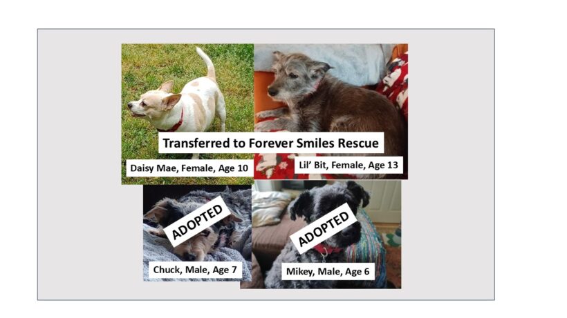 Courtesy Post – Help for Closing Rescue (3 Small Dogs Available) Courtesy Post – Help for Closing Rescue (3 Small Dogs Available)