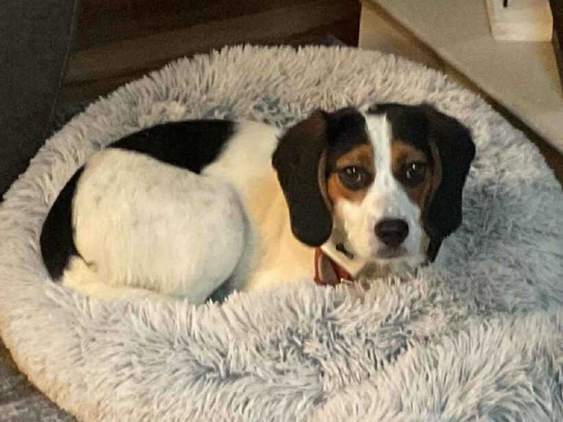 Iliana – Adopted July 2025