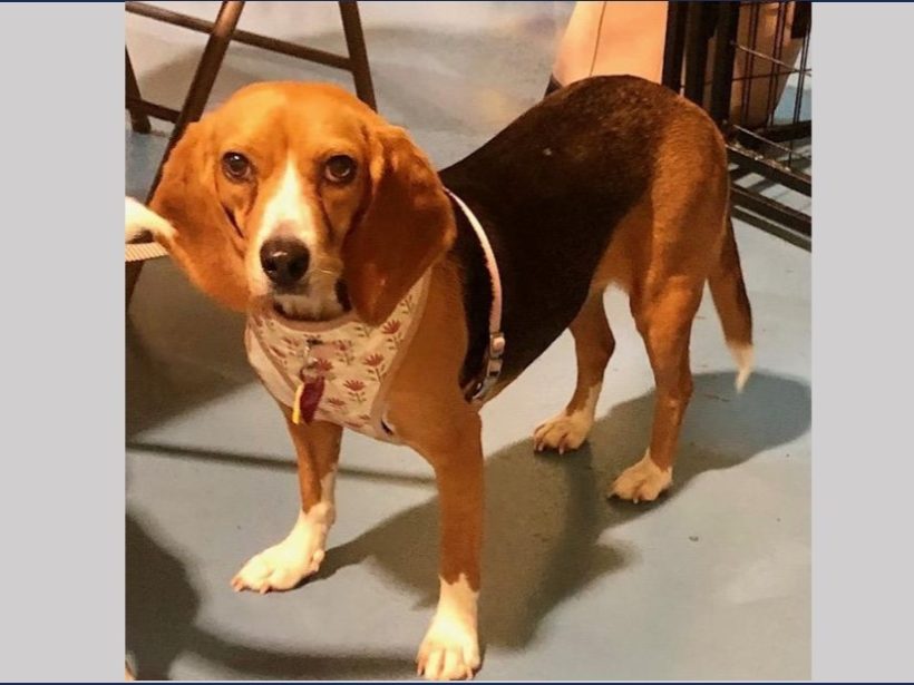 Mabel – Adopted May 2025