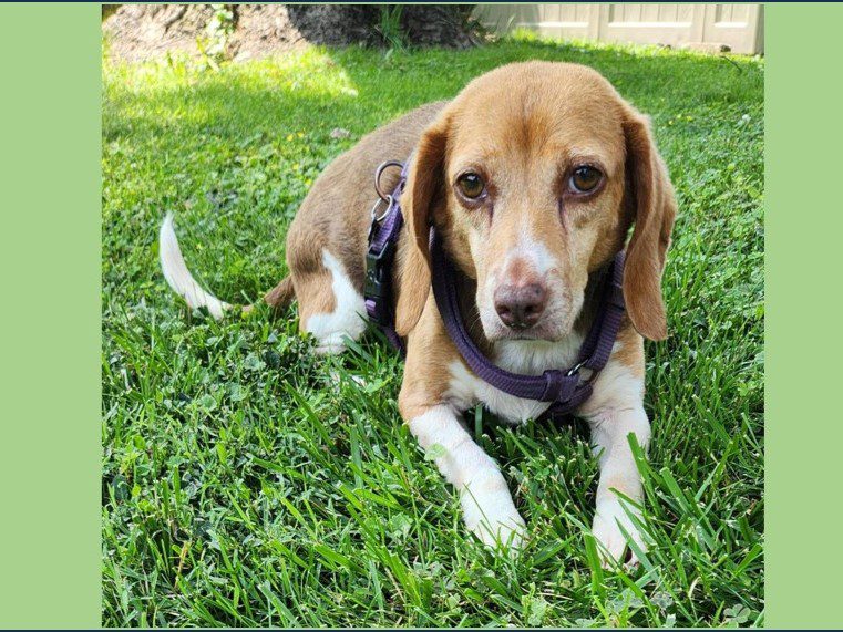 Vanna (Special Needs) – Fostered Vanna (Special Needs) – Fostered