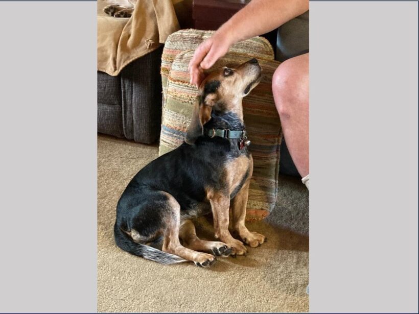 Zyla –  Adopted November 2025