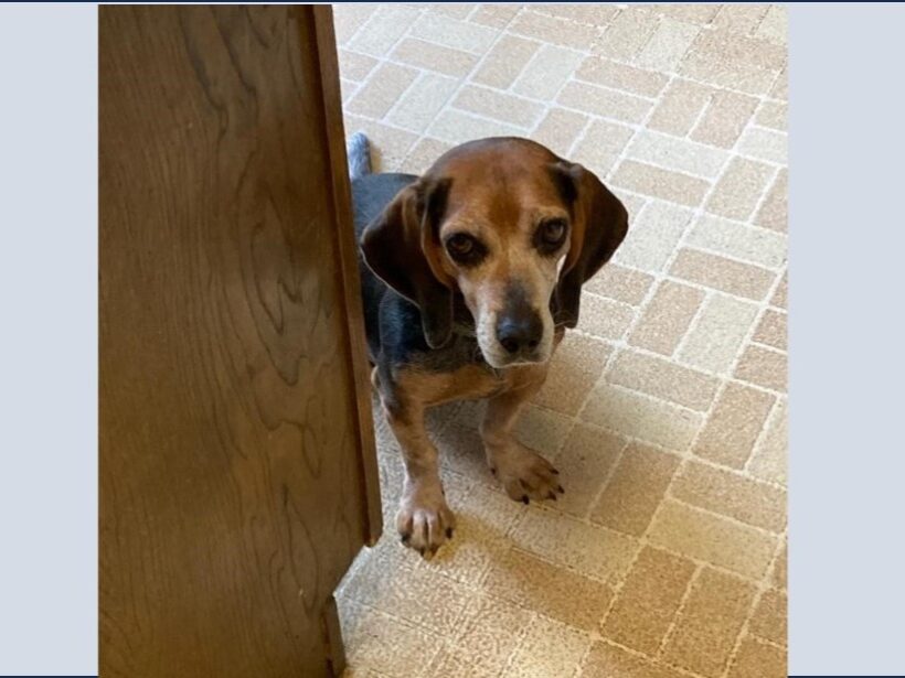 Zyla – Fostered Zyla – Fostered