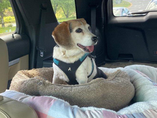 Lucy – Fostered Lucy – Fostered