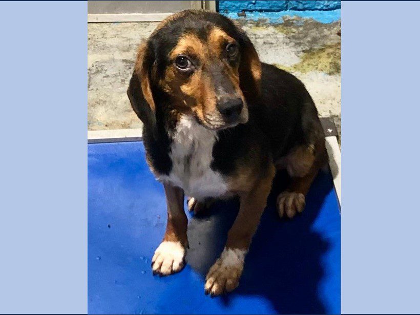Jacoby – Adopted August 2025 Jacoby – Adopted August 2025