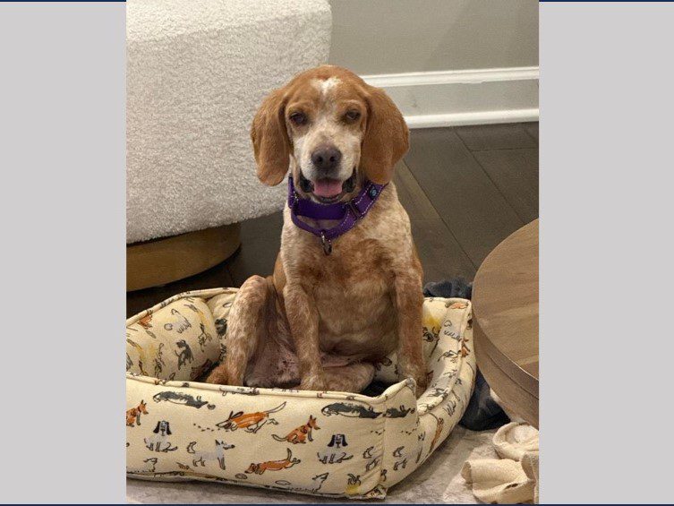 Mateo – Fostered Mateo – Fostered