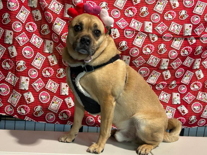 Coco the Puggle – Adopted April 2026