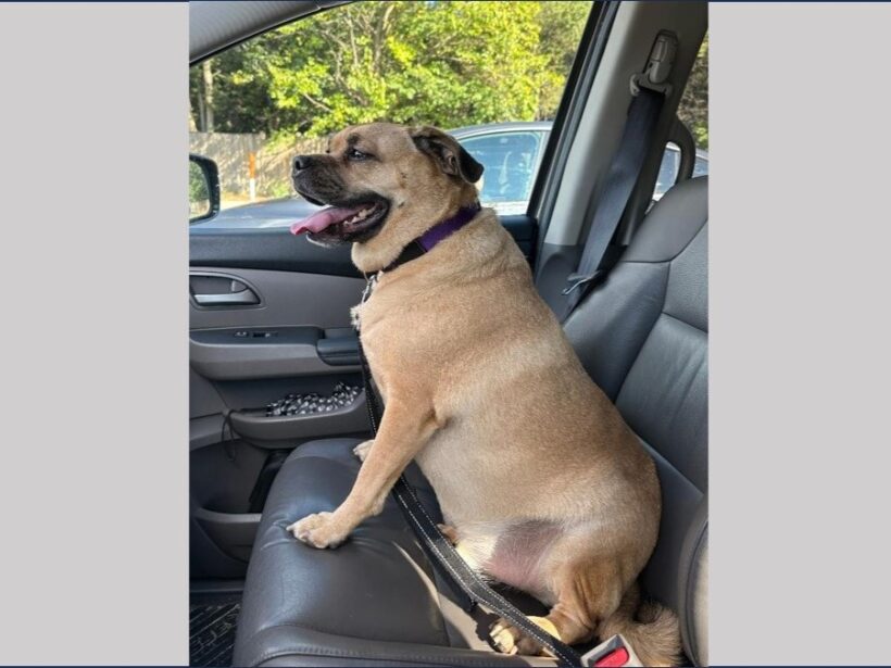 Coco the Puggle – Fostered Coco the Puggle – Fostered