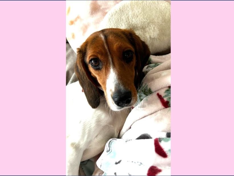 Enzlee – Adopted January 2026